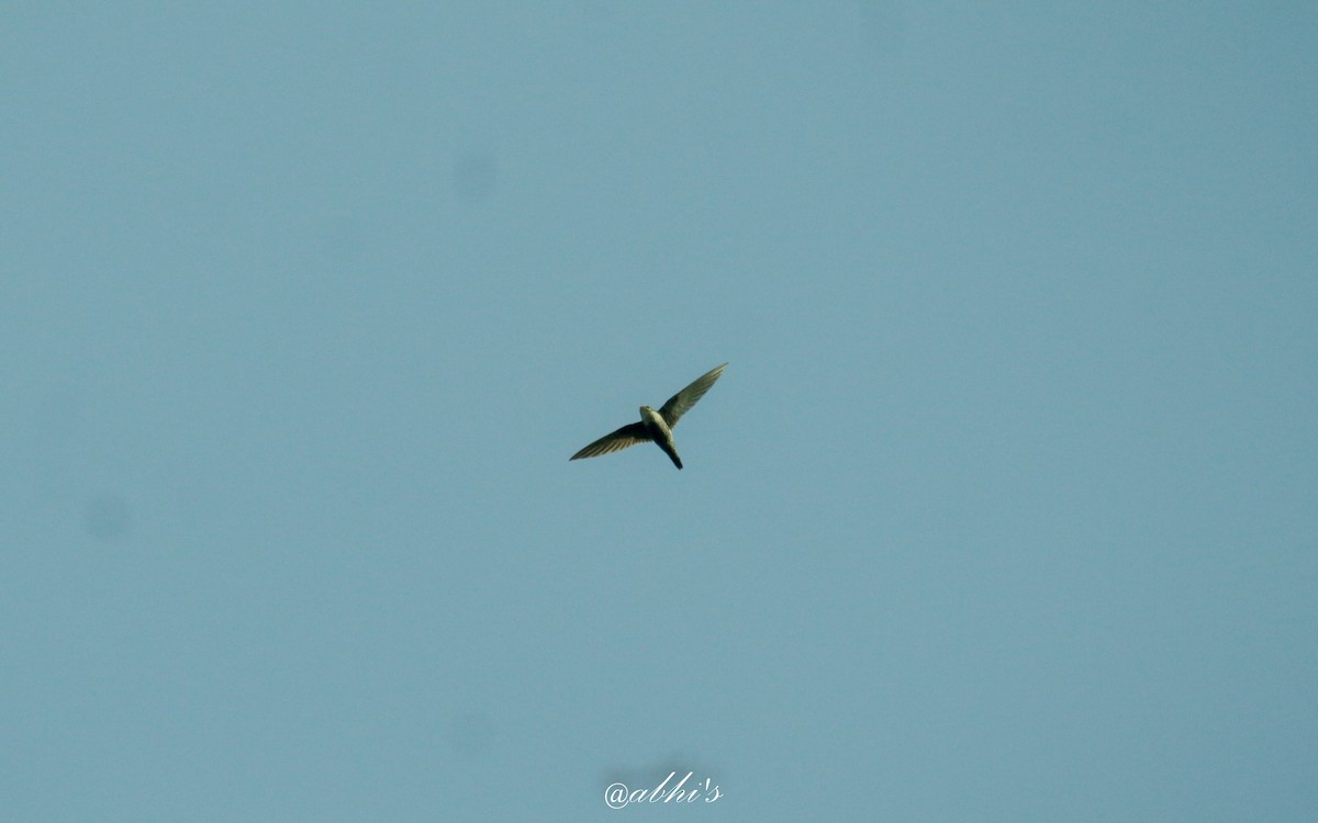 Indian Swiftlet - Abhijith surendran