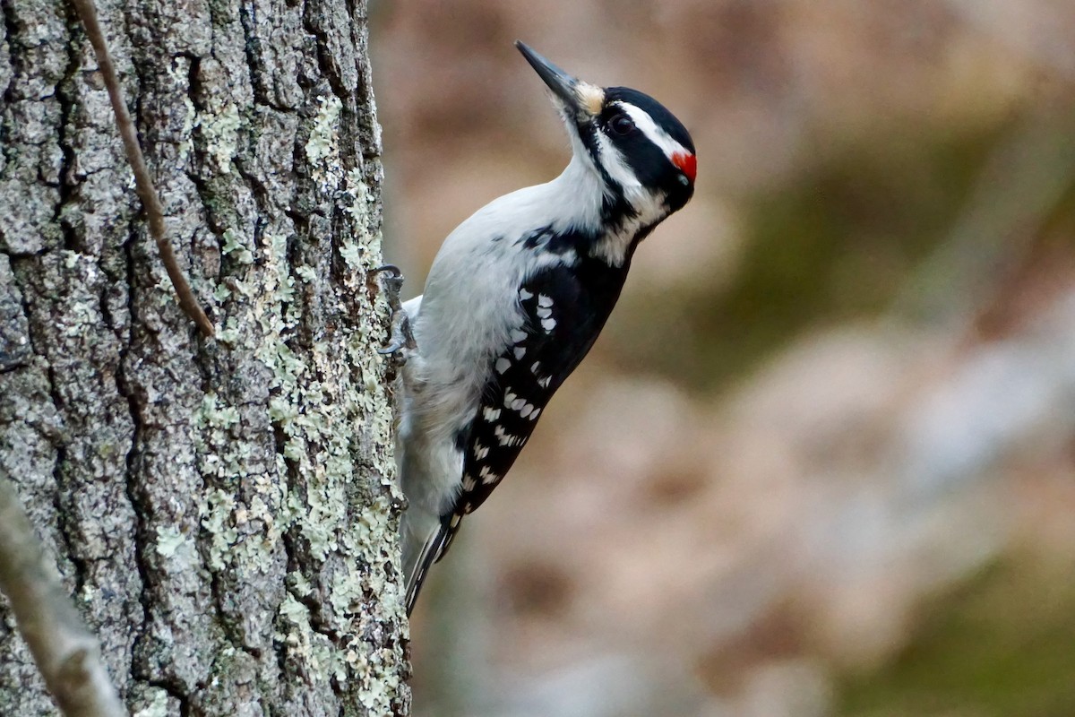 Hairy Woodpecker - ML530425001