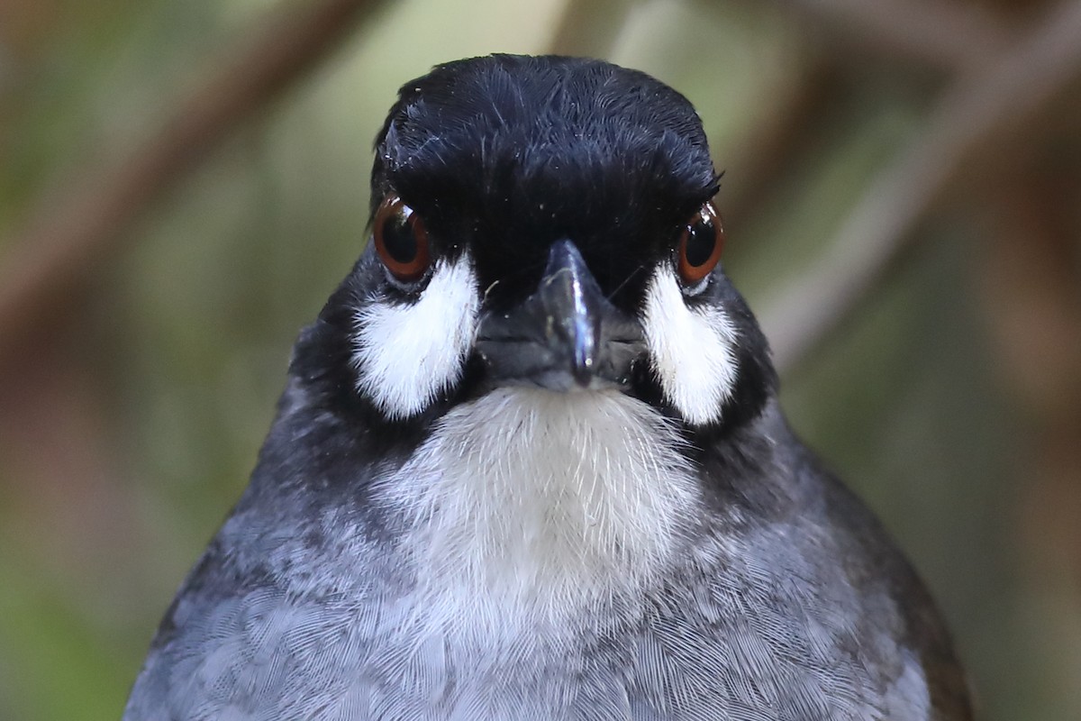 Jocotoco Antpitta - Graham Montgomery