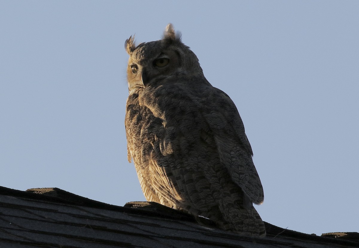 Great Horned Owl - ML530425391