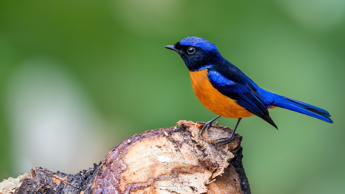 Rufous-bellied Niltava - Abhishek Das