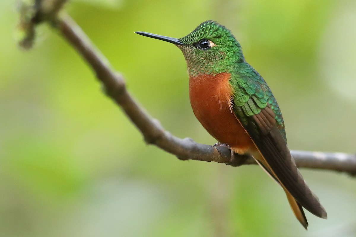 Chestnut-breasted Coronet - Graham Montgomery