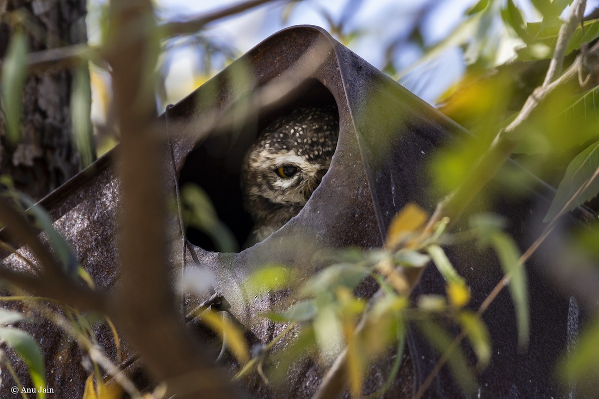 Spotted Owlet - ML530429231