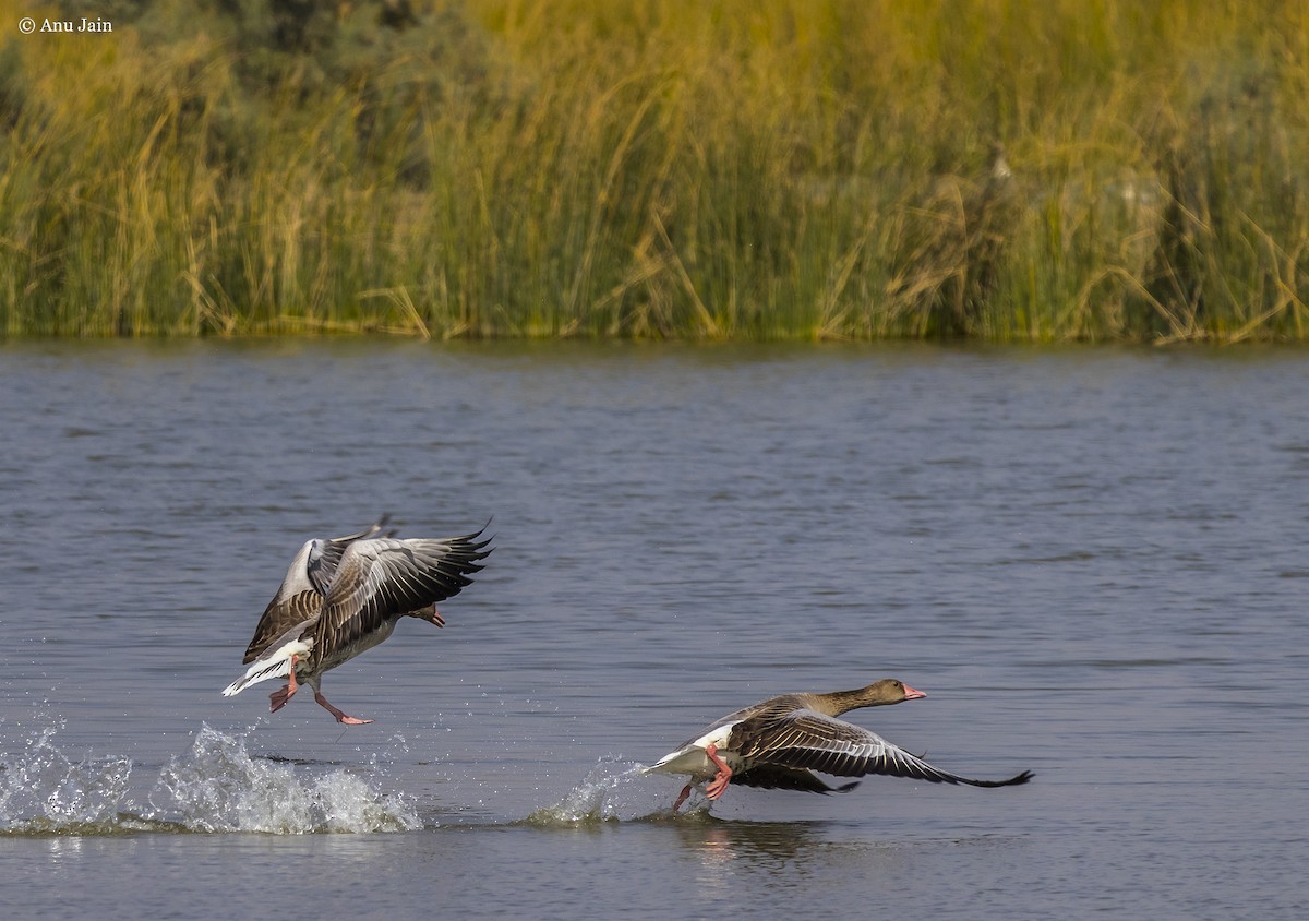 Graylag Goose - ML530429371