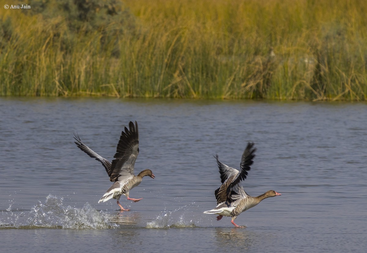 Graylag Goose - ML530429381