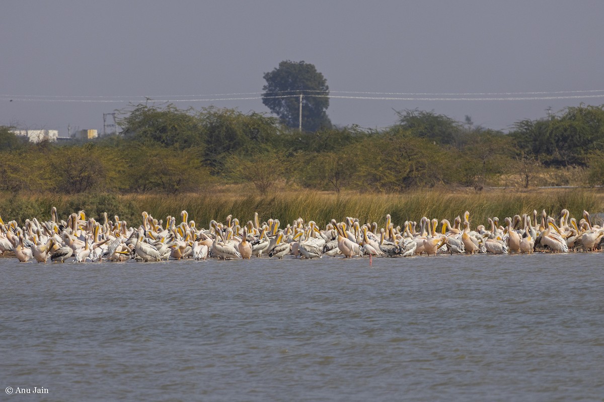 Great White Pelican - ML530429391