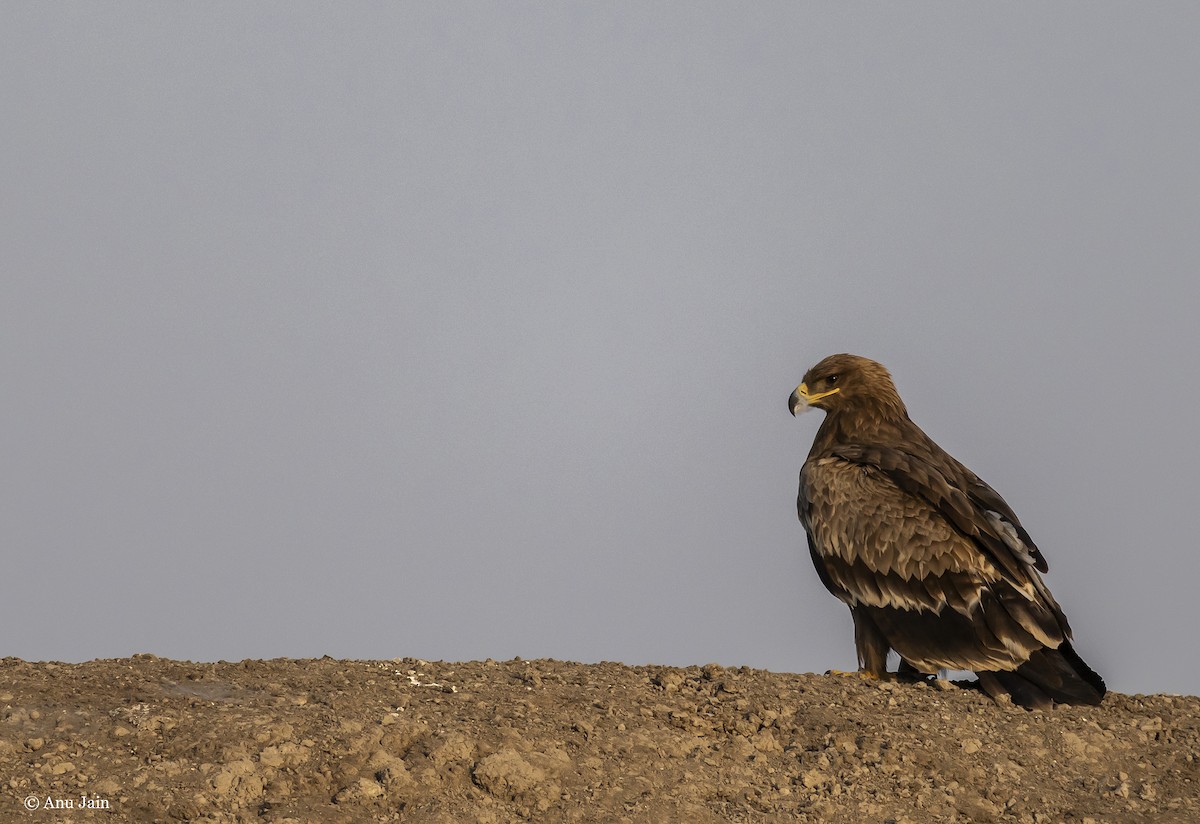 Steppe Eagle - ML530429551