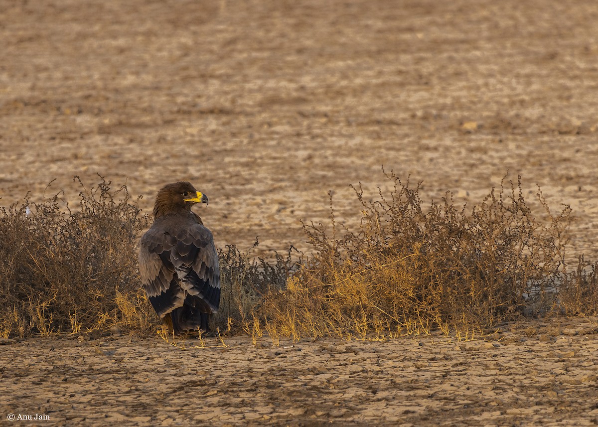 Steppe Eagle - ML530429561