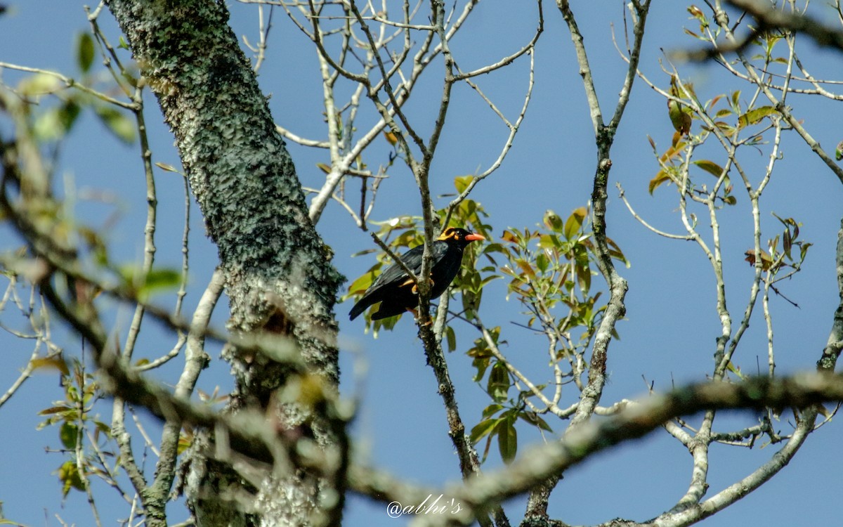 Southern Hill Myna - ML530429571