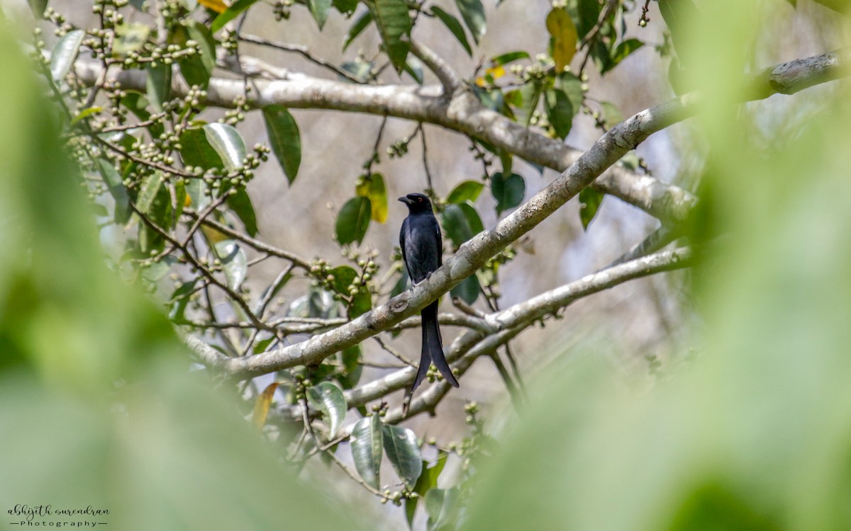 Kül Rengi Drongo - ML530431971