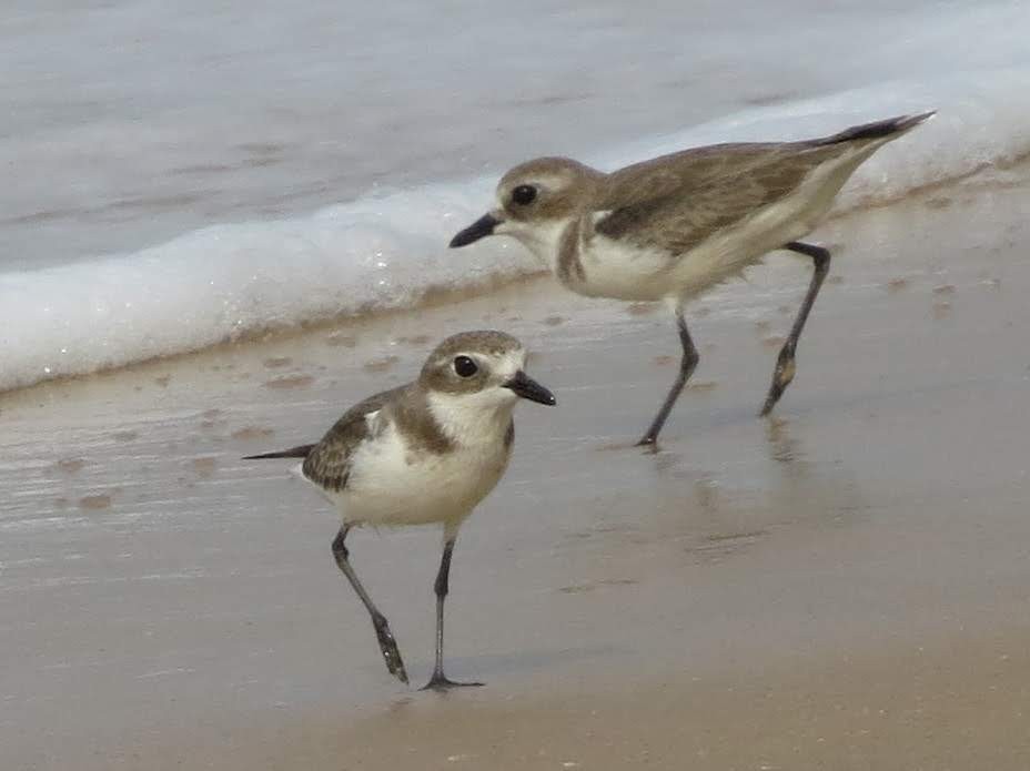 Greater Sand-Plover - Bill Elrick
