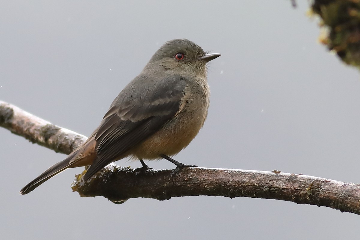 Rufous-tailed Tyrant - Graham Montgomery