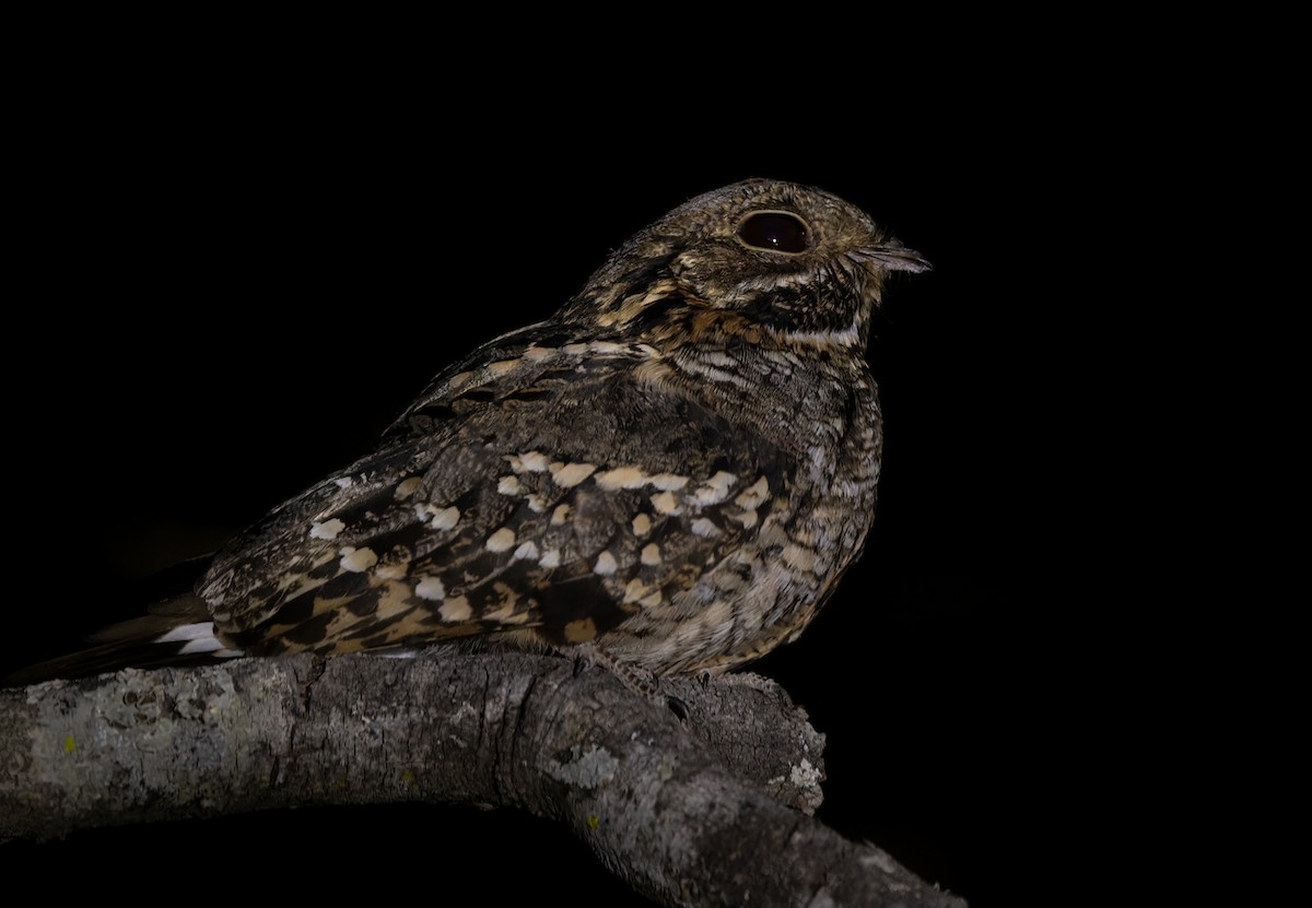 Little Nightjar - Lars Petersson | My World of Bird Photography