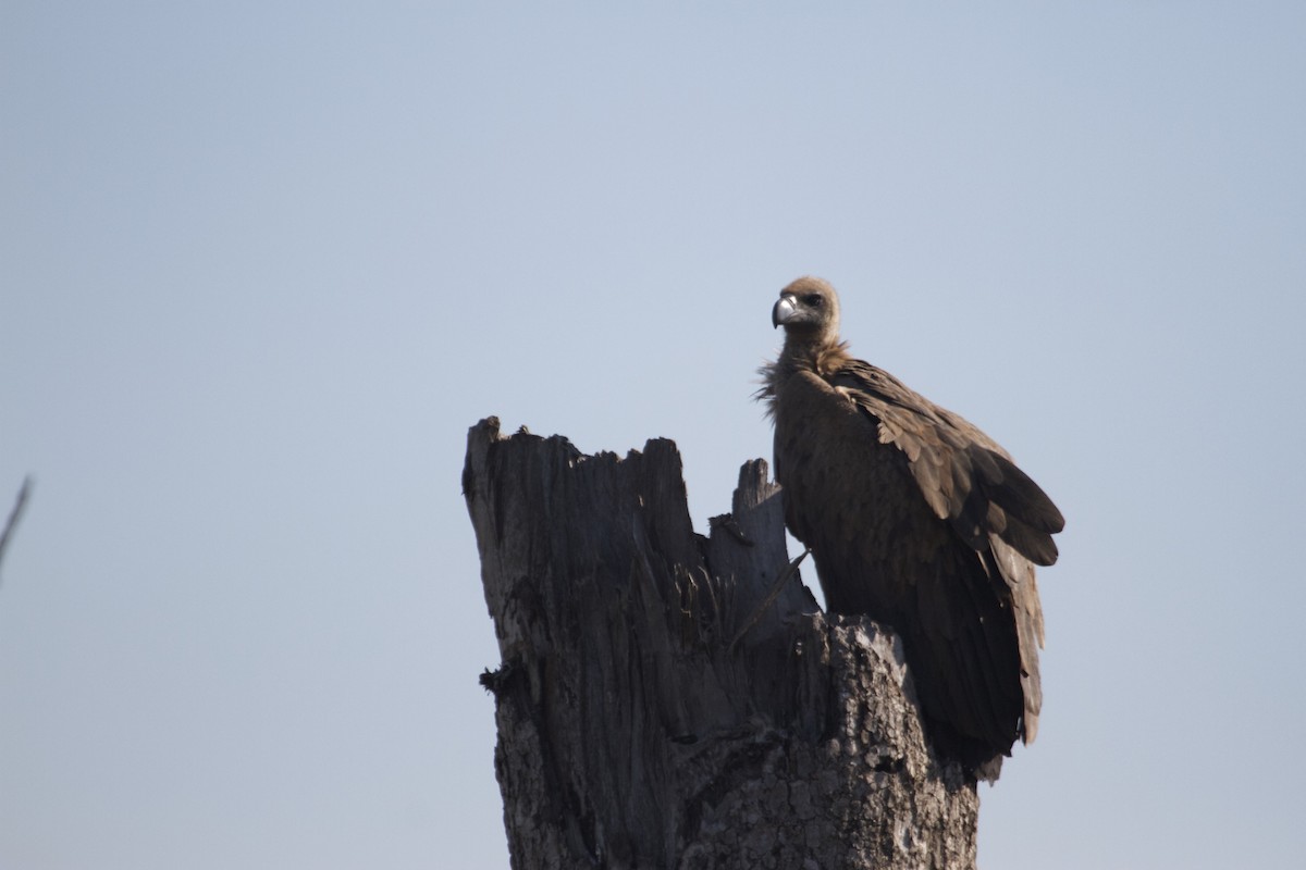 White-backed Vulture - ML53043311