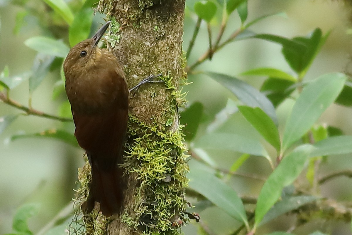 Tyrannine Woodcreeper - Graham Montgomery