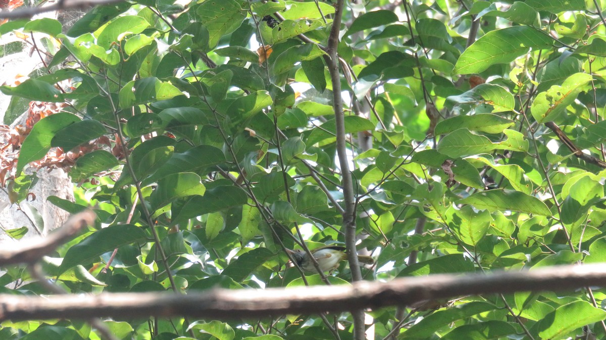 Dark-necked Tailorbird - ML530433691