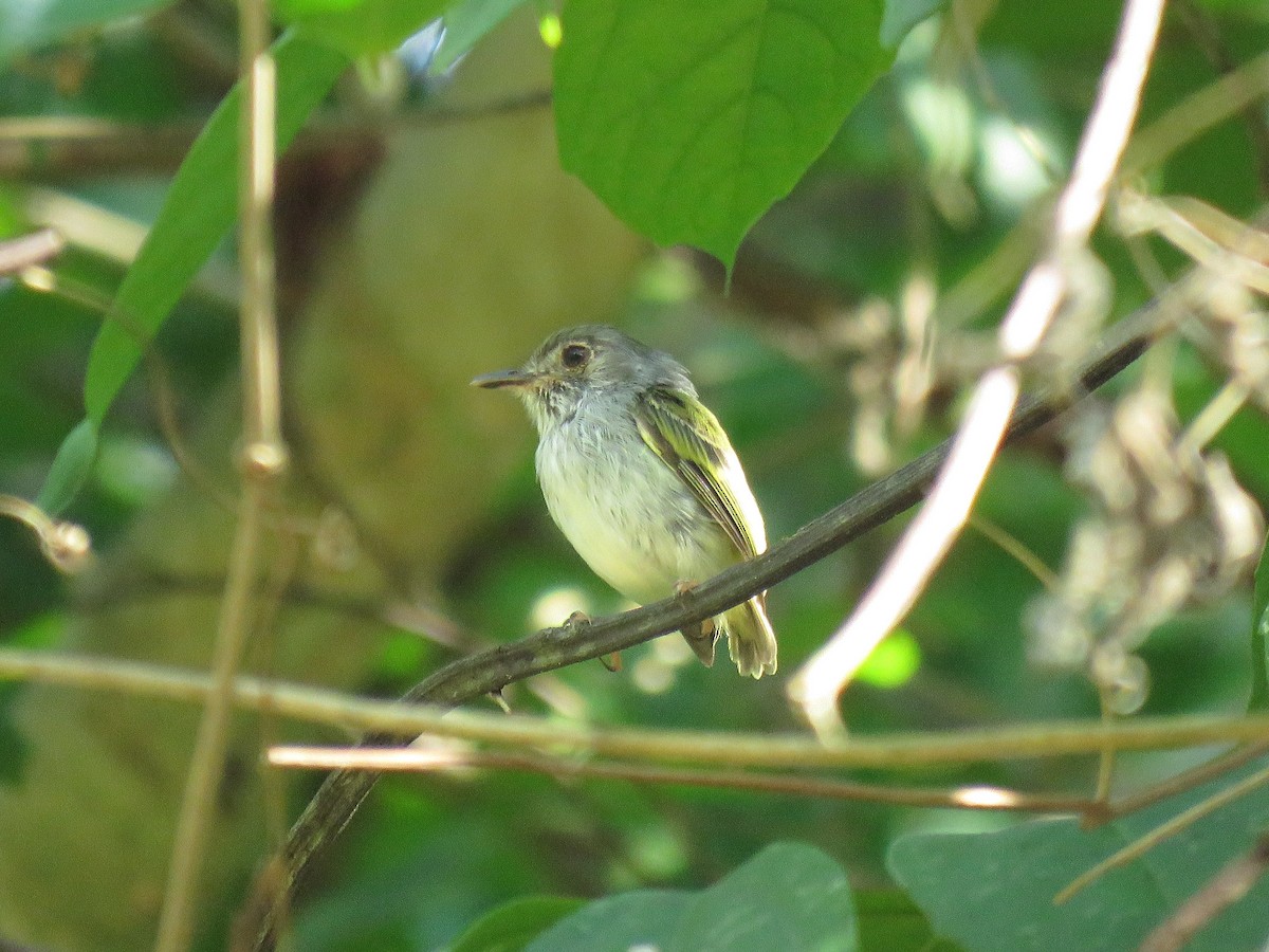 White-bellied Pygmy-Tyrant - Tim Carney