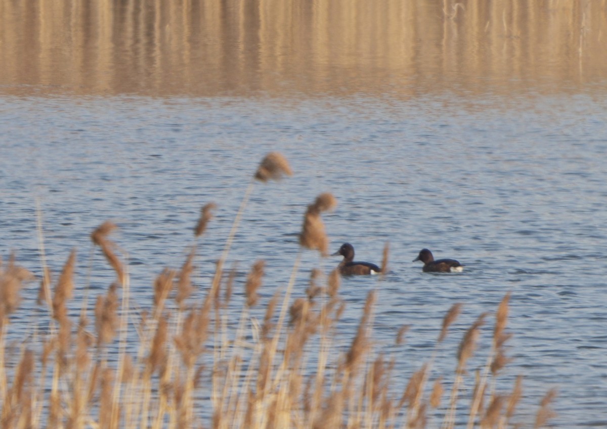 Ferruginous Duck - ML530434841