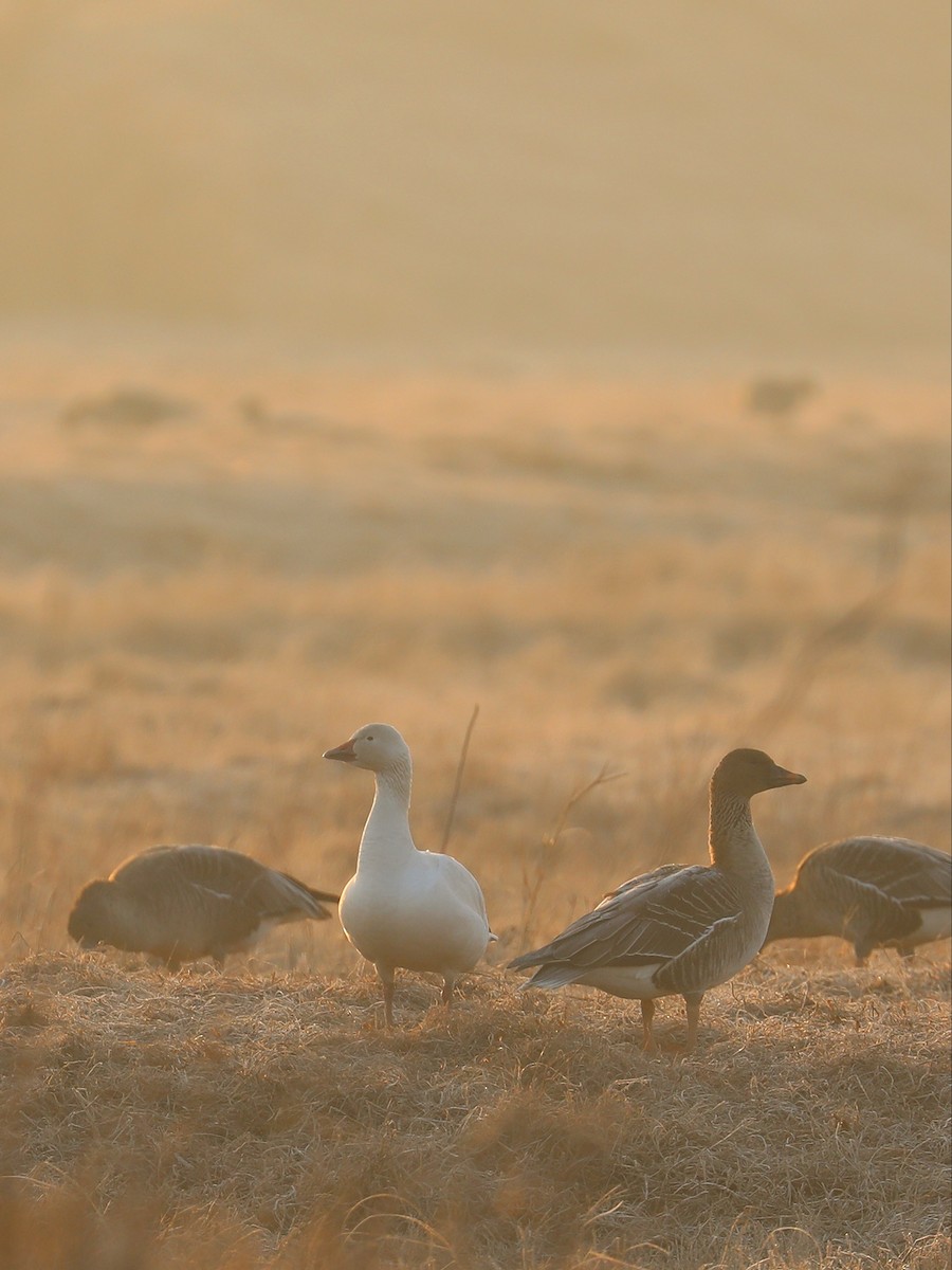 Snow Goose - ML530435121