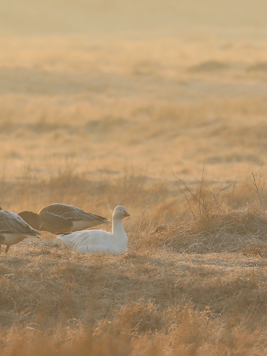 Snow Goose - ML530435131