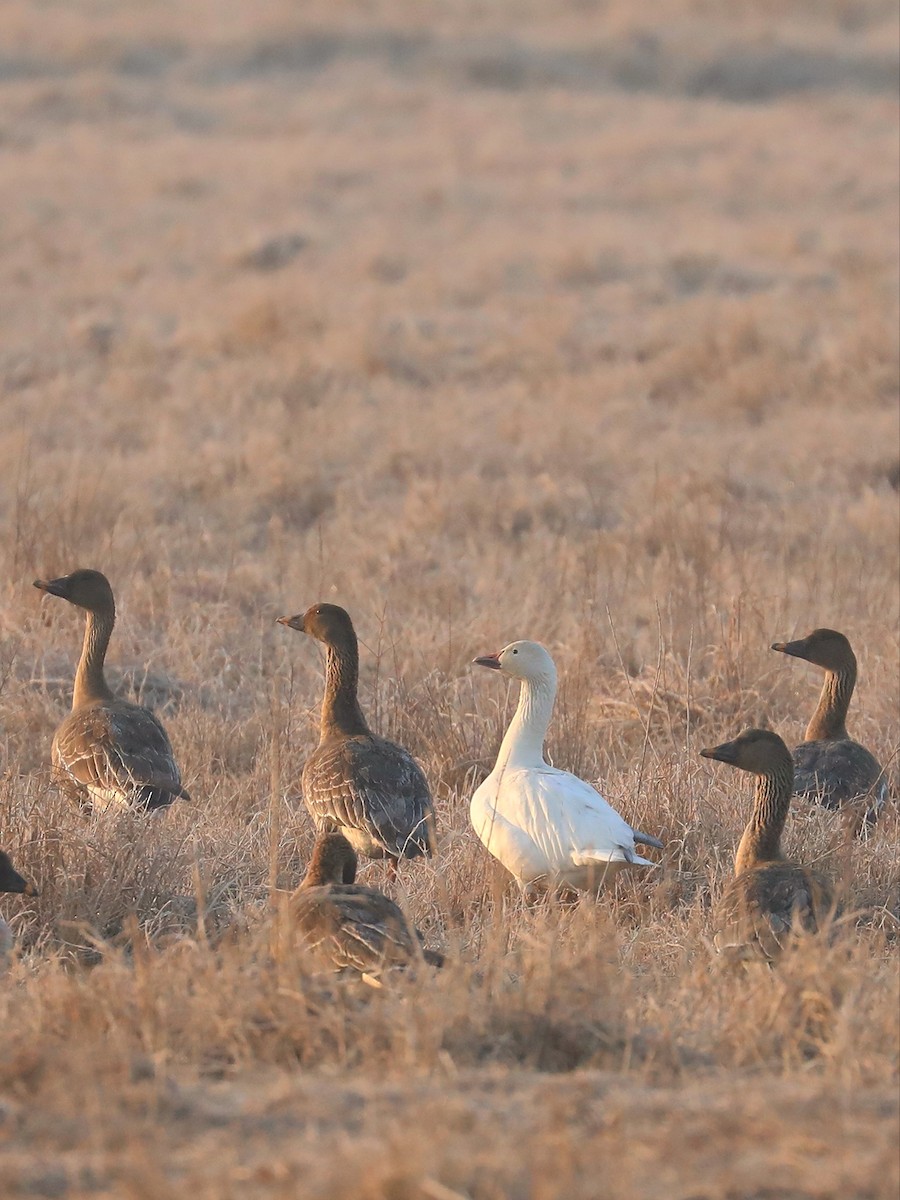 Snow Goose - ML530435161