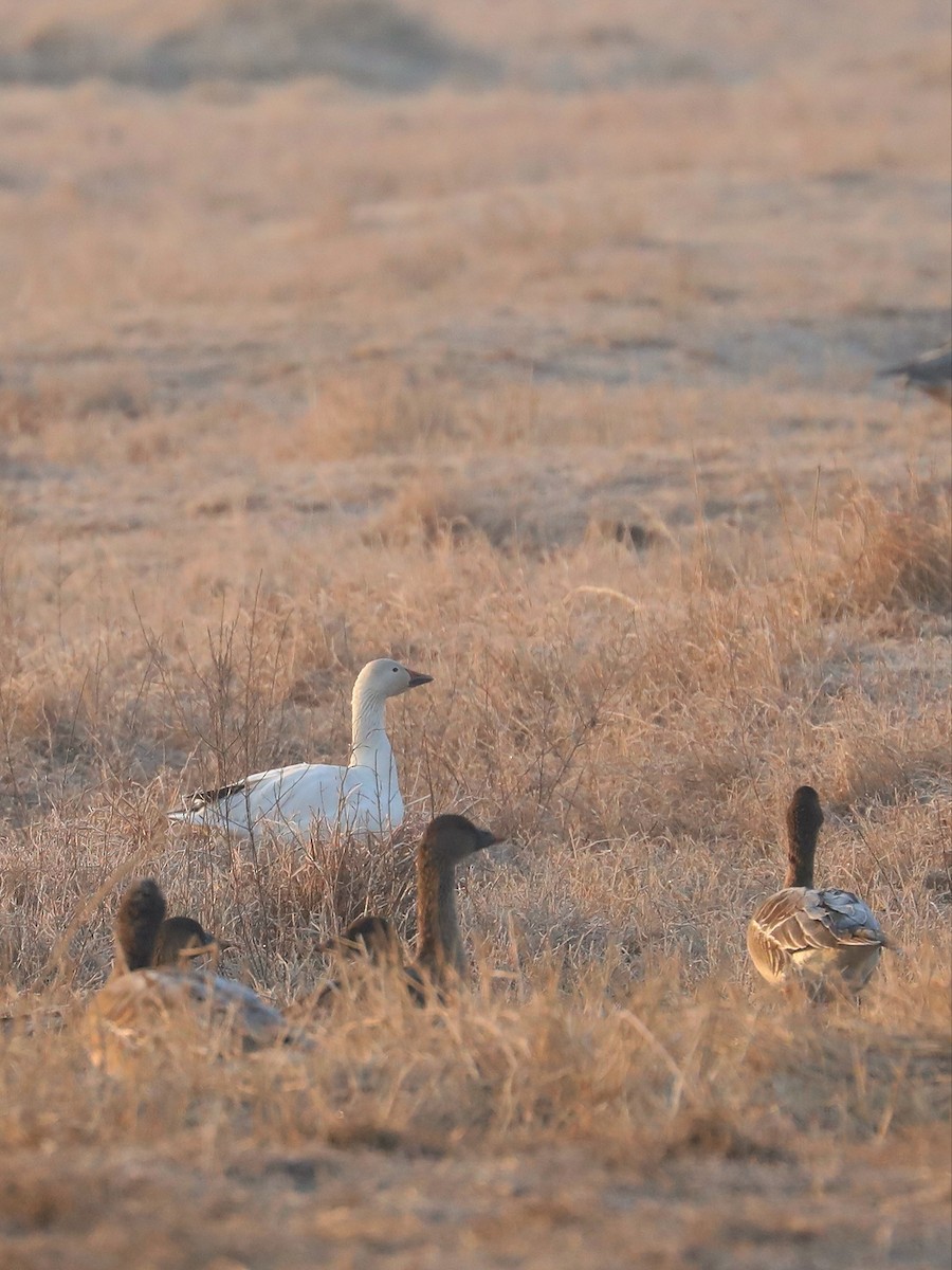 Snow Goose - ML530435191