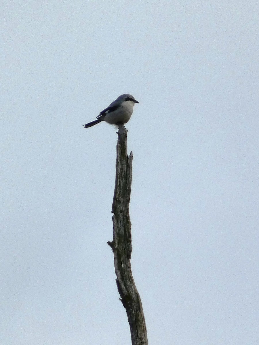 Great Gray Shrike - ML530435291