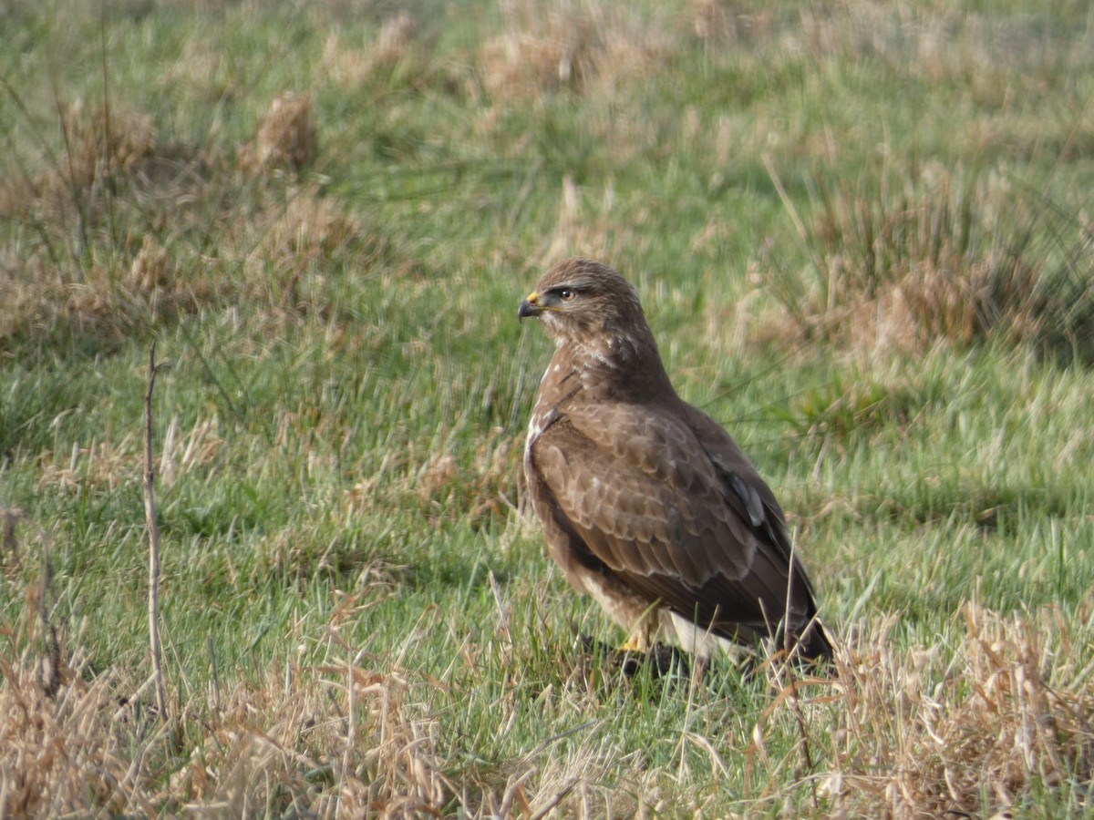 Common Buzzard - ML530435361