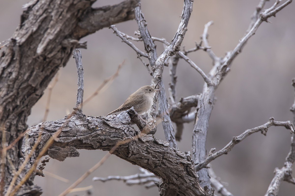 House Wren - ML530435651