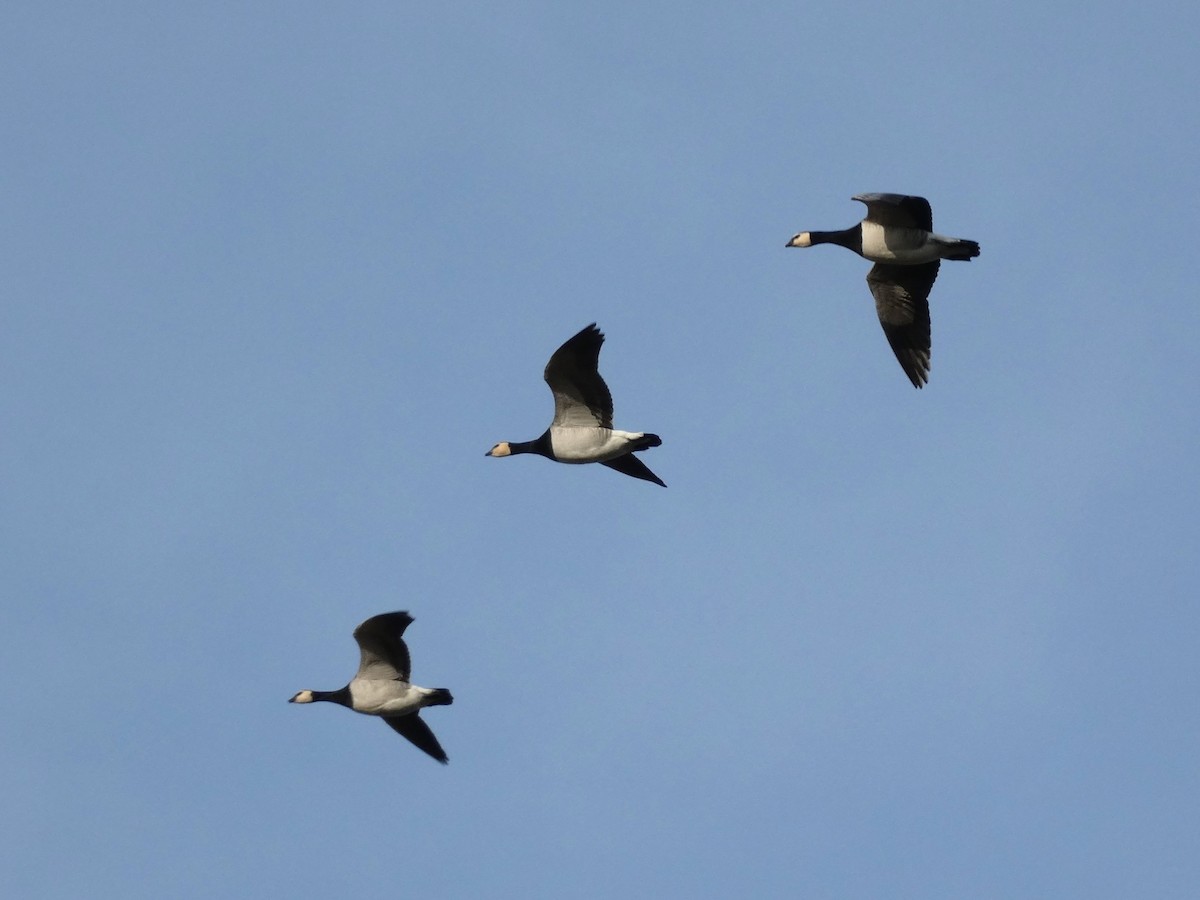 Barnacle Goose - ML530435851