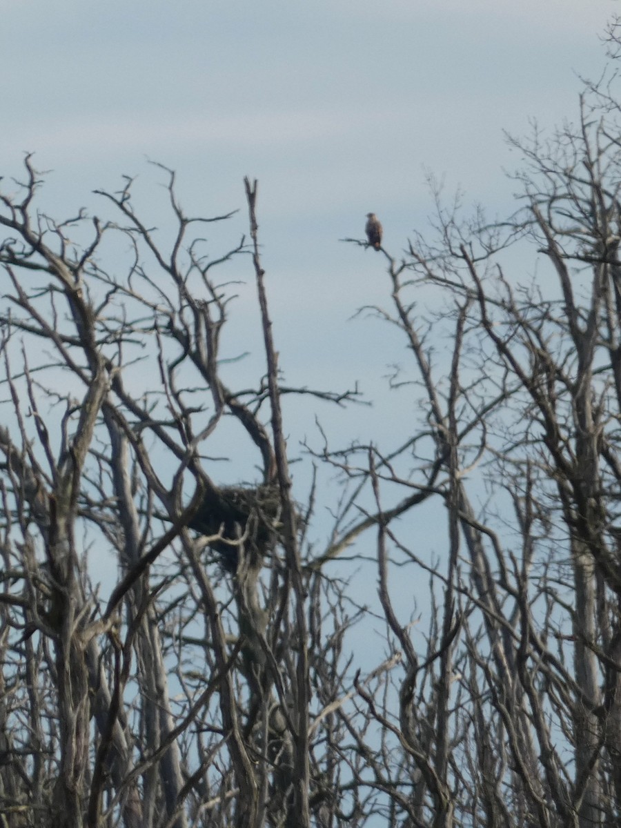 White-tailed Eagle - ML530436101