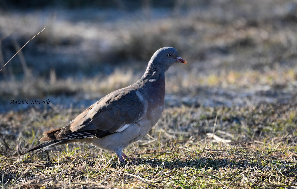 Common Wood-Pigeon - ML530436631