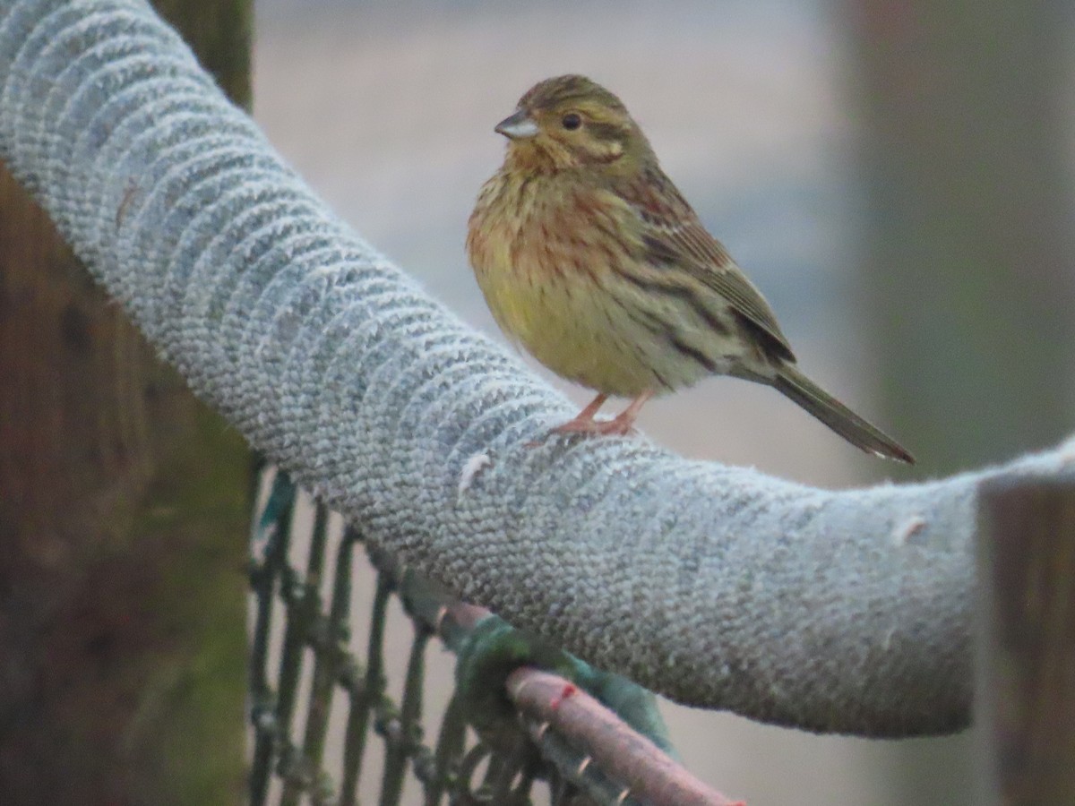 Cirl Bunting - ML530436711