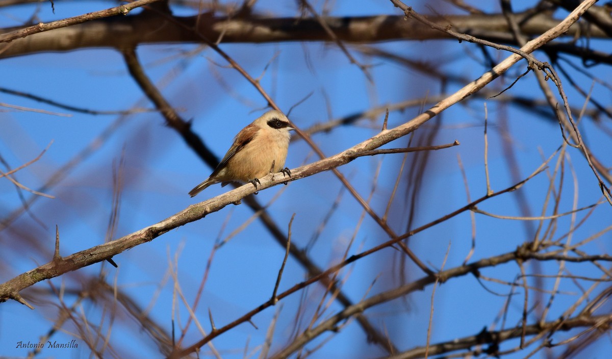 Eurasian Penduline-Tit - ML530436811