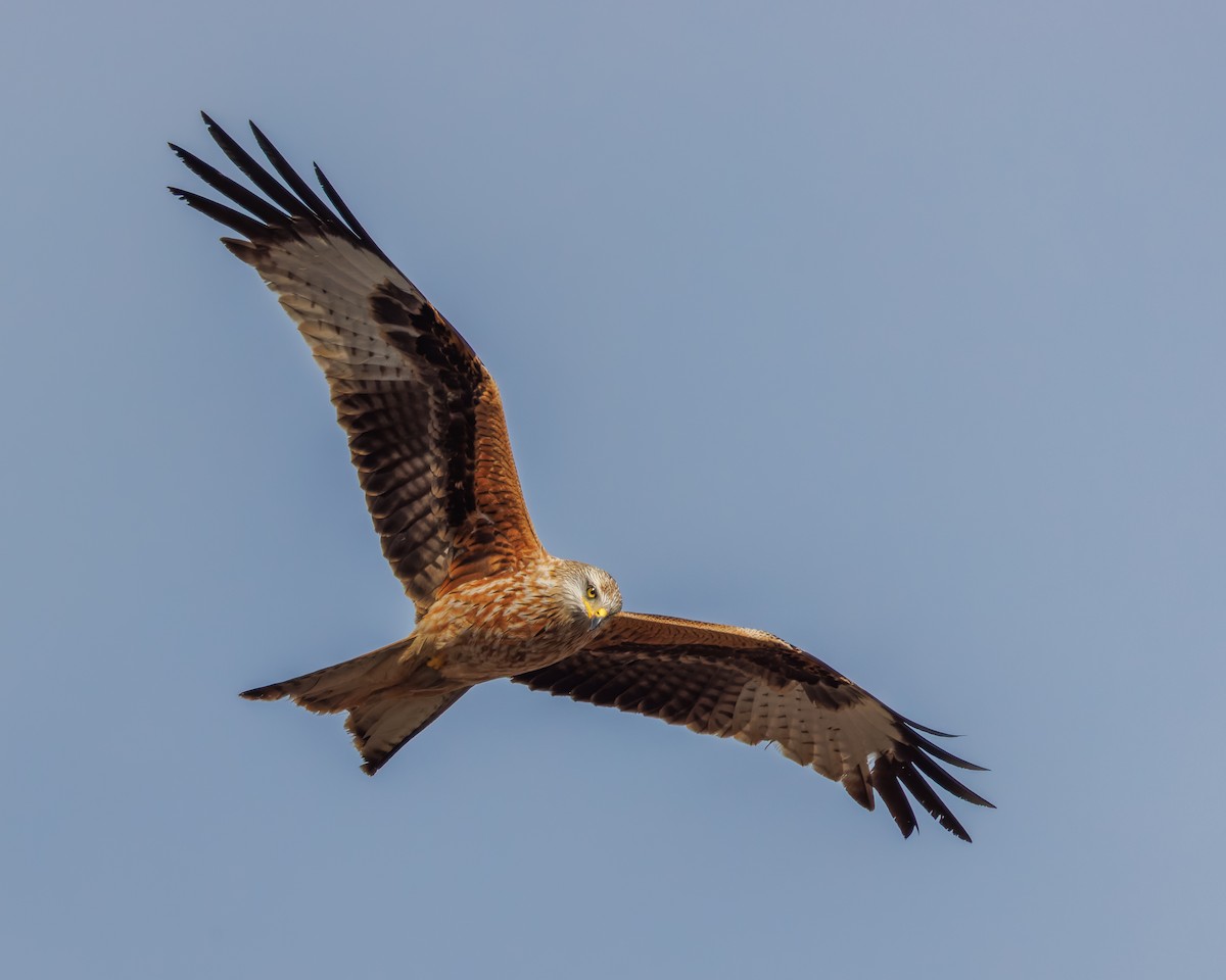 Red Kite - ML530438061