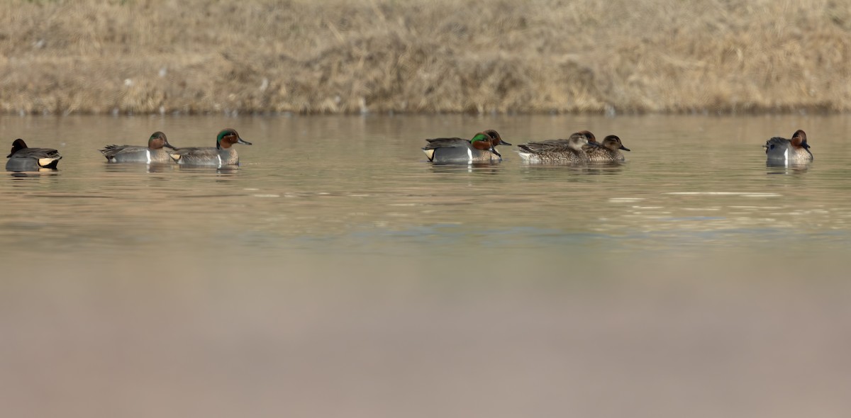 Green-winged Teal - ML530438251