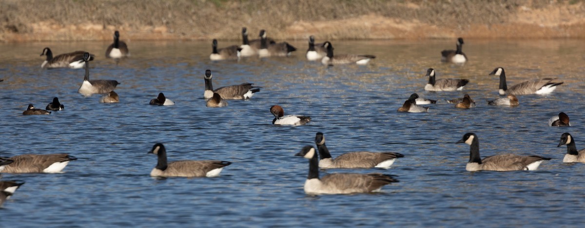 Canvasback - ML530438281