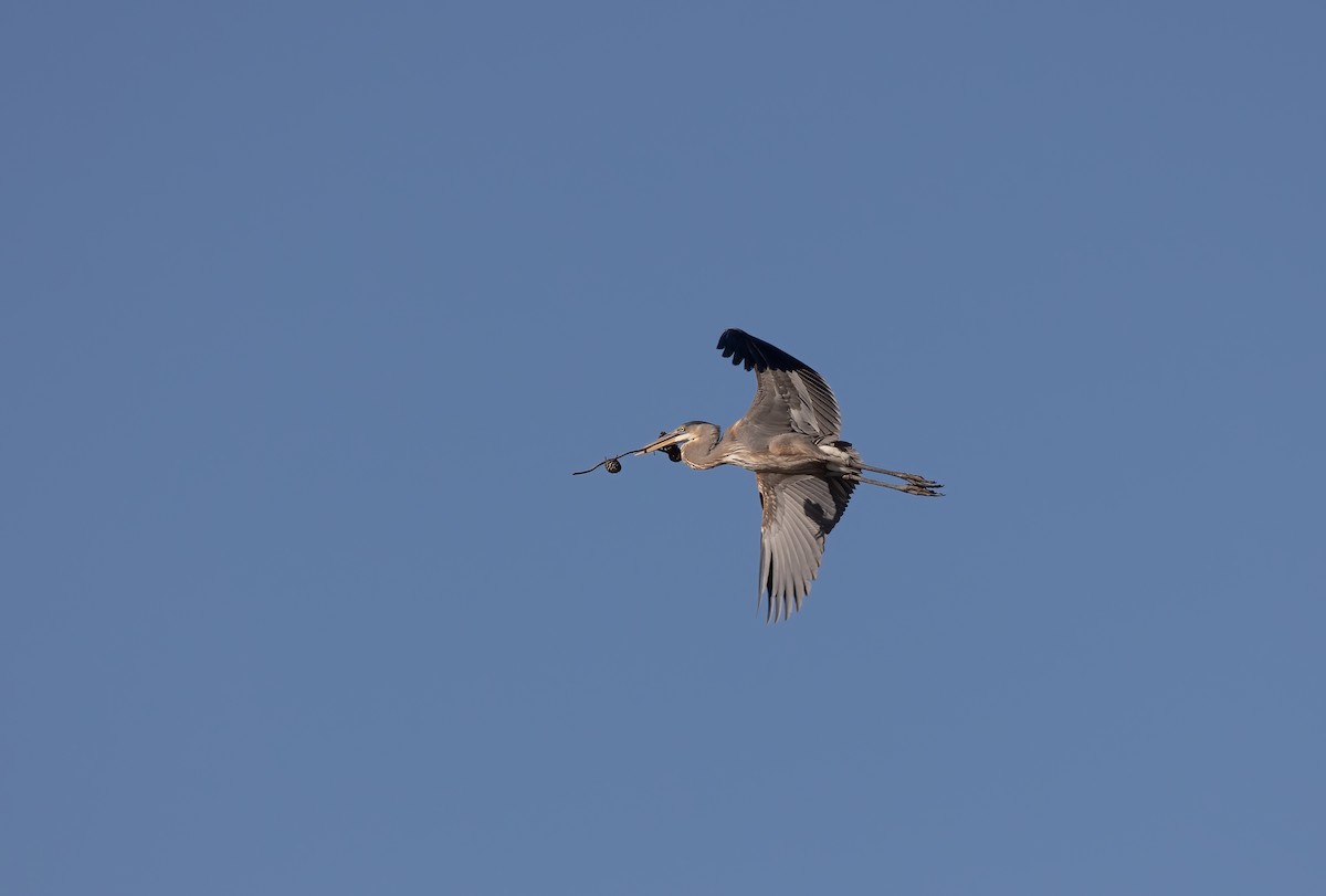 Great Blue Heron - ML530438301