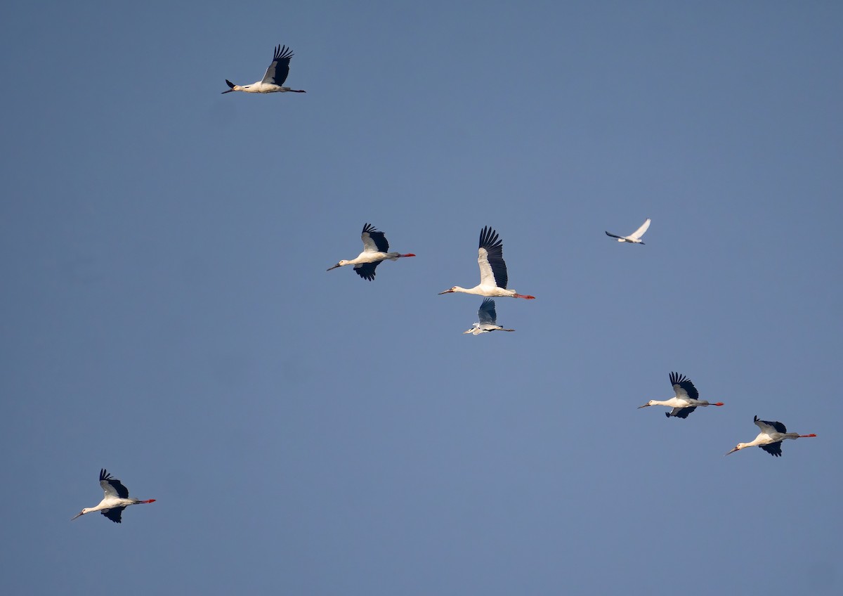 Oriental Stork - ML530439161