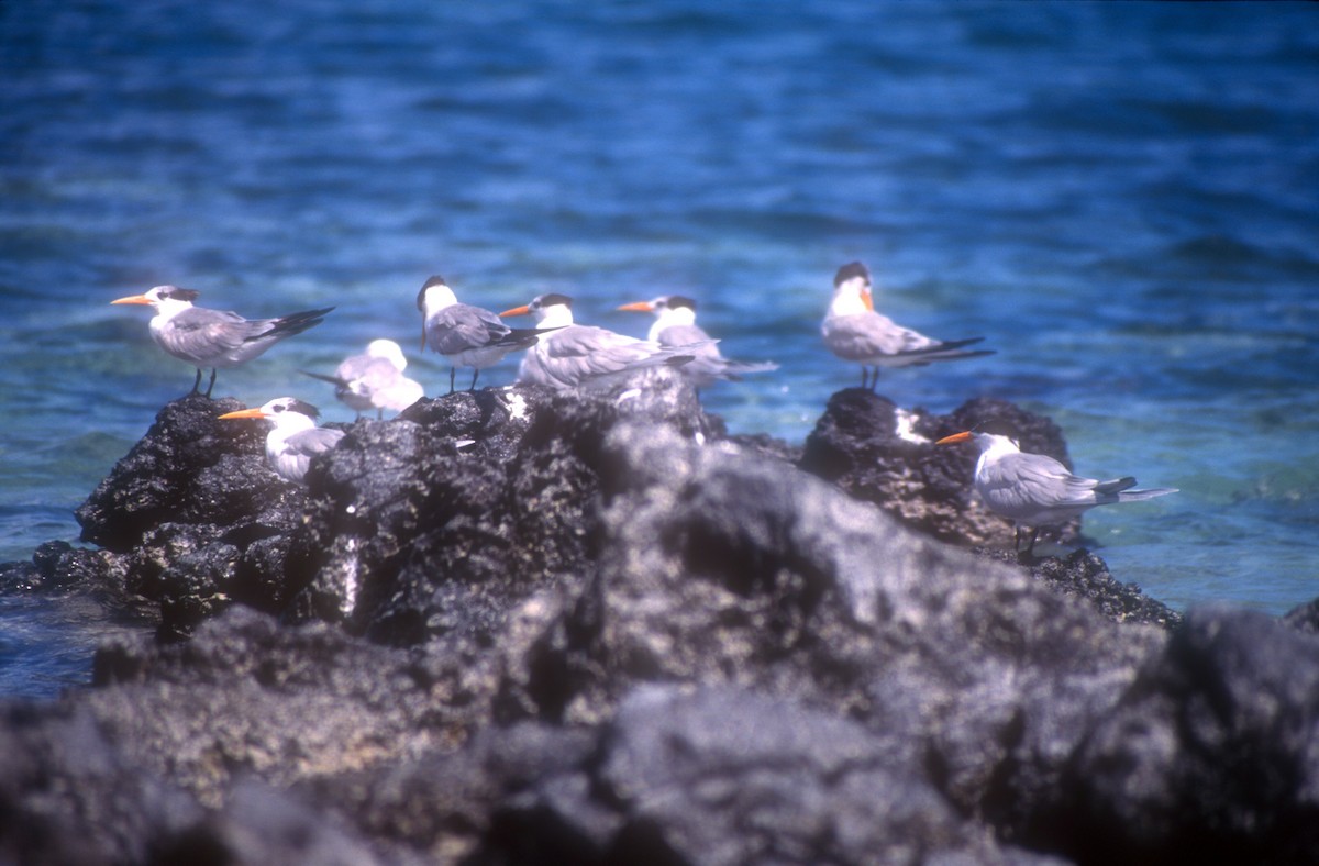 Lesser Crested Tern - Guy RUFRAY