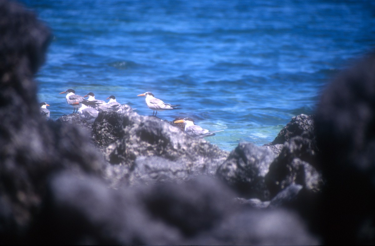 Lesser Crested Tern - ML530439301