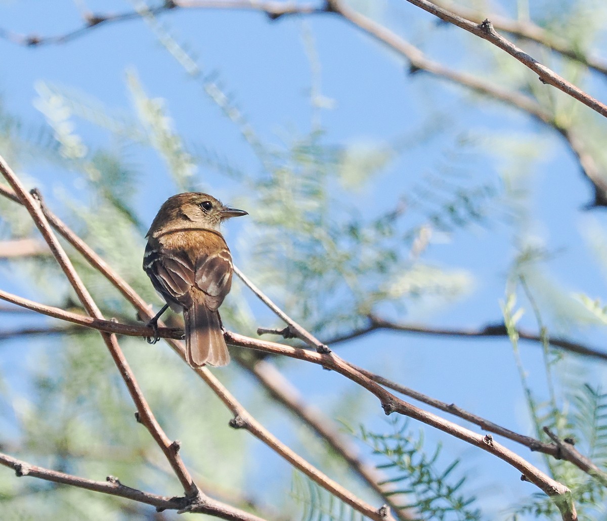 Bran-colored Flycatcher - ML530439411