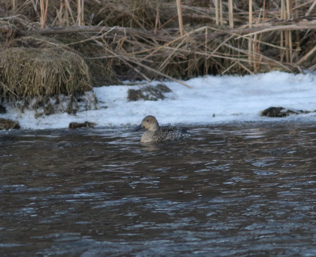 Northern Pintail - ML530440491