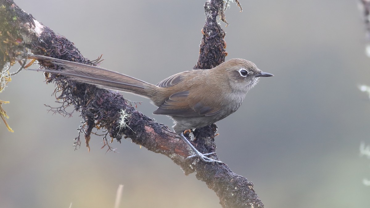 Mouse-colored Thistletail - Graham Montgomery