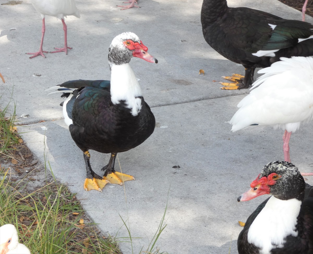 ノバリケン（家畜） - ML530442661