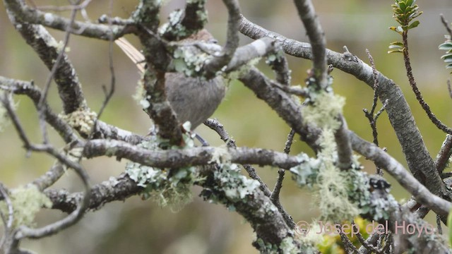 Perija Thistletail - ML530443421