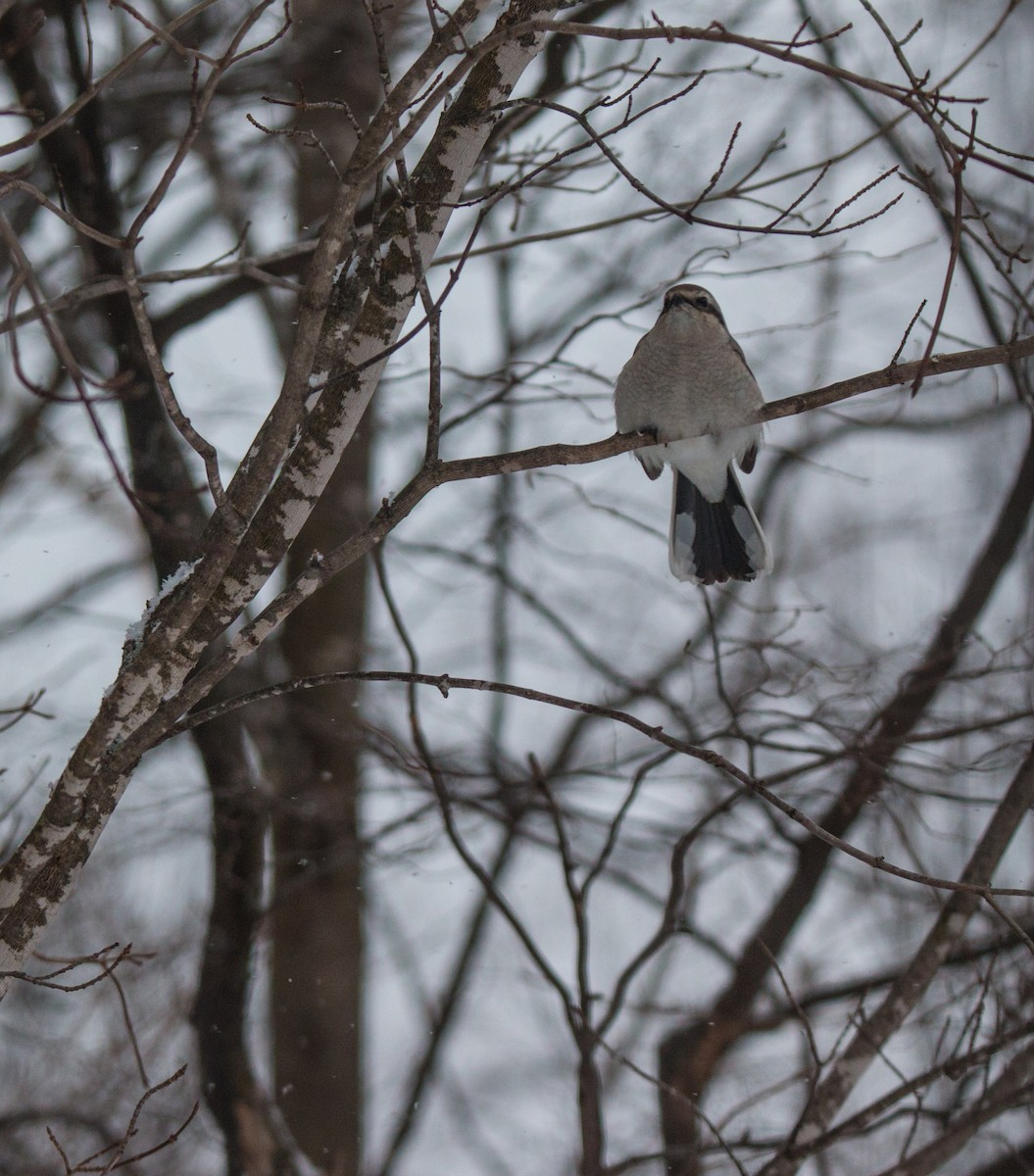 Умардын дунхай - ML530444011