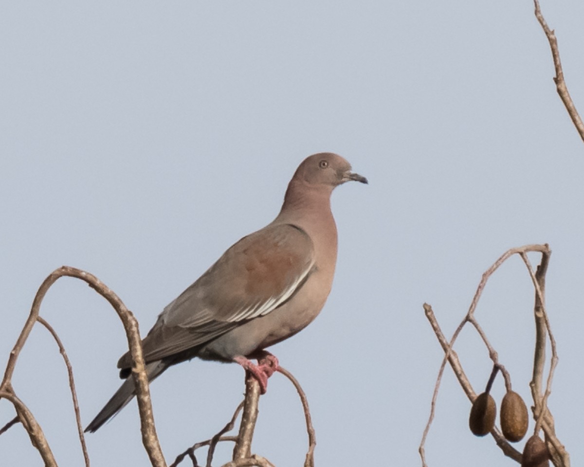 Plain Pigeon - ML53044561