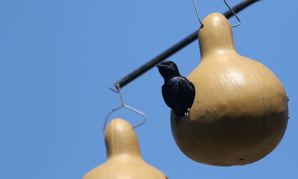 Purple Martin - Andrew Dreelin