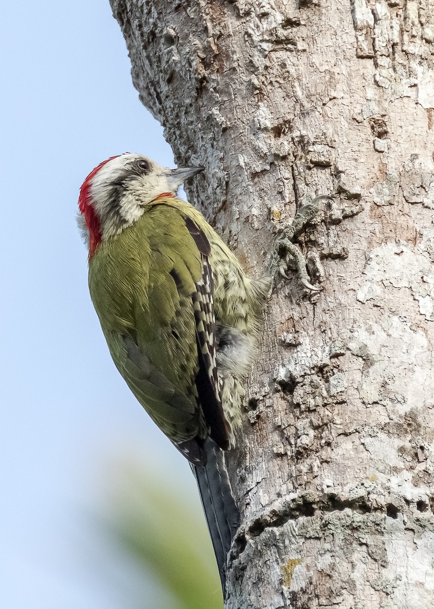 Cuban Green Woodpecker - ML53044771
